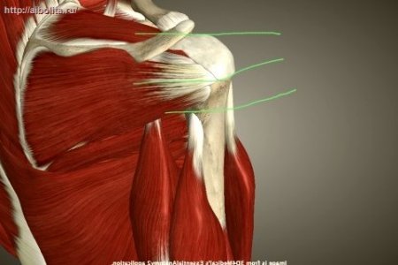 Подостная мышца плеча