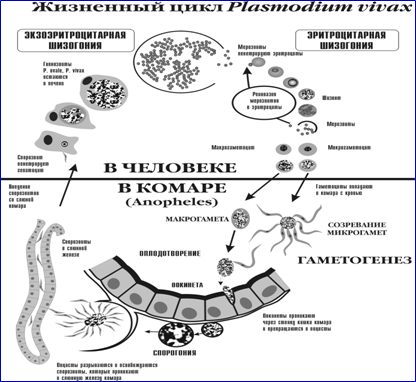 Жизненный цикл плазмодия. Цикл малярийного плазмодия. Цикл развития малярийного плазмодия в Комаре. Цикл размножения малярийного плазмодия. Малярия цикл развития малярийного плазмодия