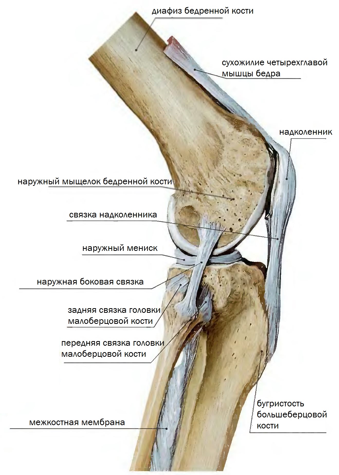 Внутренний мыщелок. Мыщелок коленного сустава большеберцовой кости. Коленный сустав анатомия связки надколенника. Коленный сустав малоберцовая кость. Передняя связка головки малоберцовой кости.