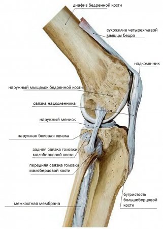 Передняя связка головки малоберцовой кости.