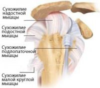 Сухожилия надостной мышцы плеча.