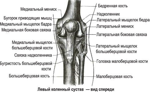 Мыщелок колена. Медиальный мыщелок коленного сустава. Медиальный мыщелок левой бедренной кости. Латеральный надмыщелок бедренной кости. Мыщелка большеберцовой кости анатомия.