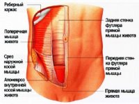 Анатомия стенок брюшной полости