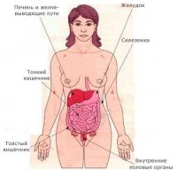 Внутренние органы брюшной полости