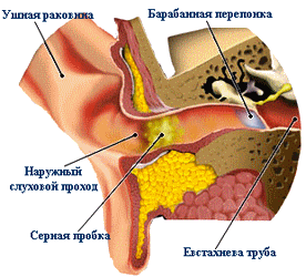Откуда берется сера в ушах. Железы вырабатывающие ушную серу. Серные железы расположение.