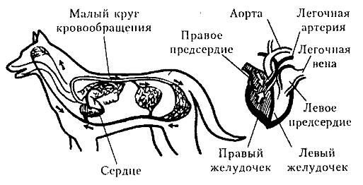 Пищеварительная система у млекопитающих схема биология 7 класс