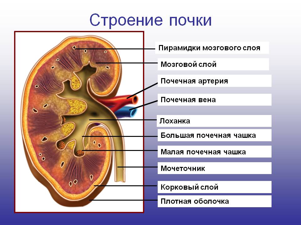 Общий план строения органа