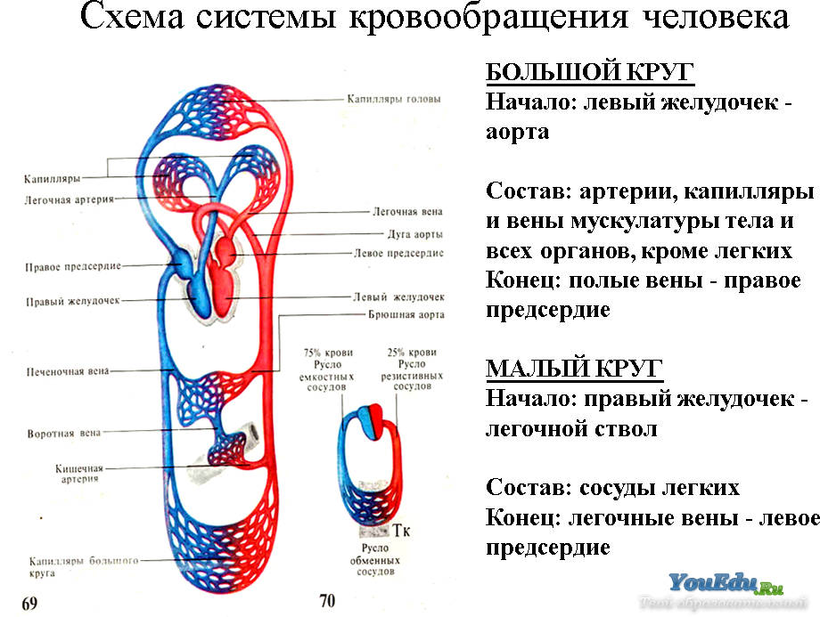 Круги кровообращения человека рисунок