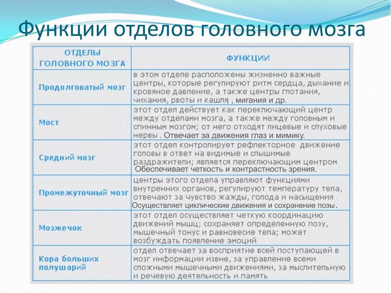 Отделы мозга и их функции рисунок с подписями