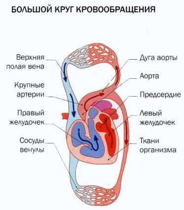 Где заканчивается большой круг. К большому кругу кровообращения относят. Круги обращения крови у человека. К сосудам большого круга кровообращения относятся. Большой круг кровообращ.